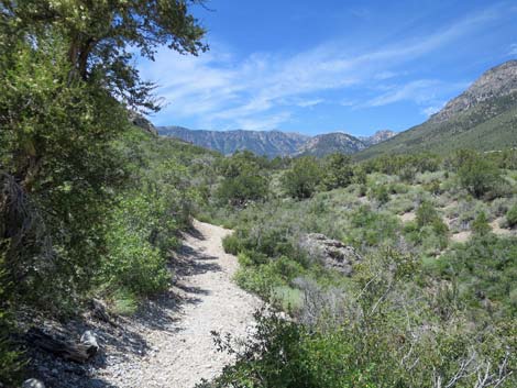 Escarpment Trail