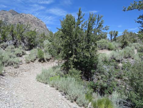 Escarpment Trail