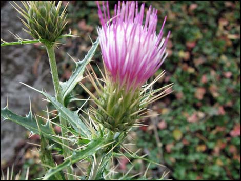 Cirsium arizonicum (arizona thistle)