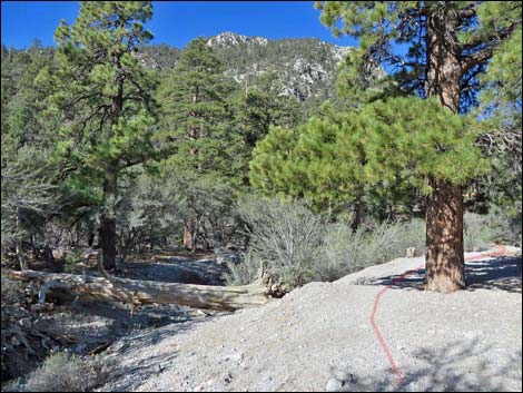 Fletcher Canyon Trail