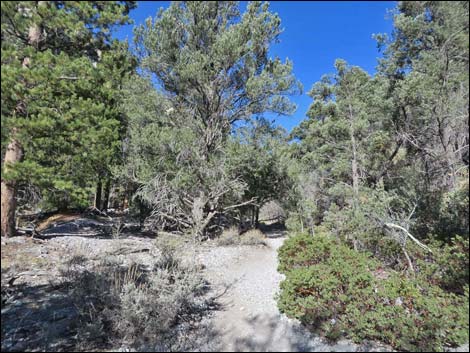 Fletcher Canyon Trail