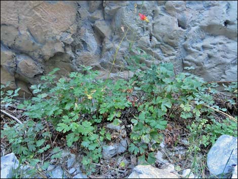 Fletcher Canyon Trail