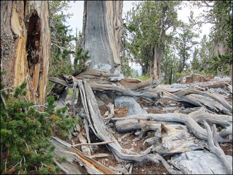 Fletcher Peak Trail