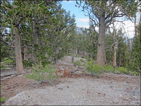 Fletcher Peak Trail