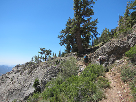 Griffith Peak Trail