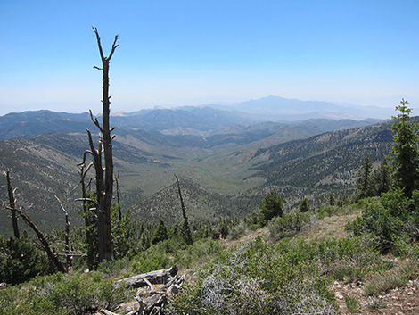 Griffith Peak Trail