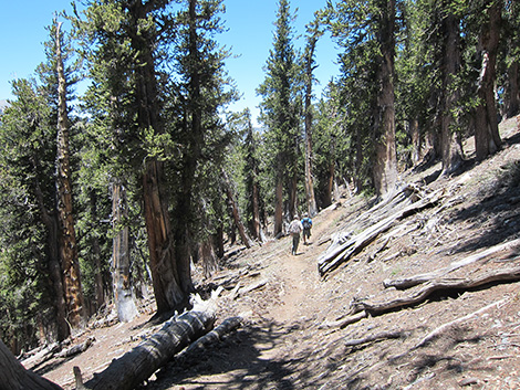 Griffith Peak Trail