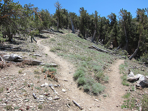 Griffith Peak Trail