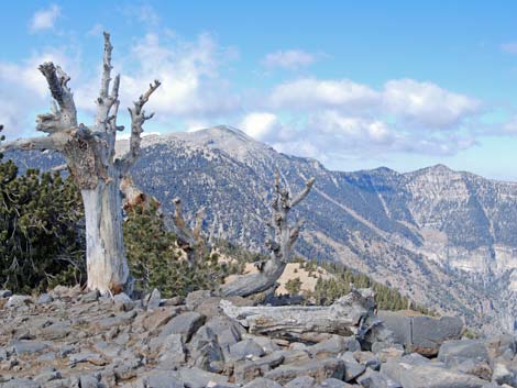 Griffith Peak