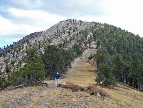 Griffith Peak Trail