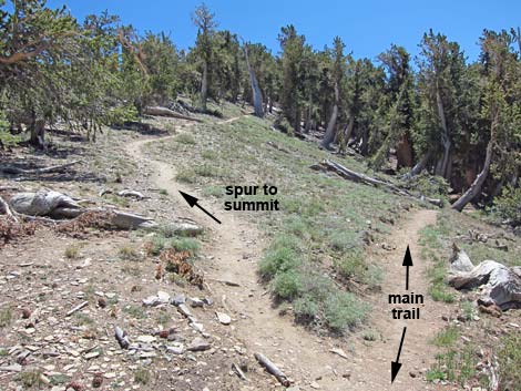 Griffith Peak Trail