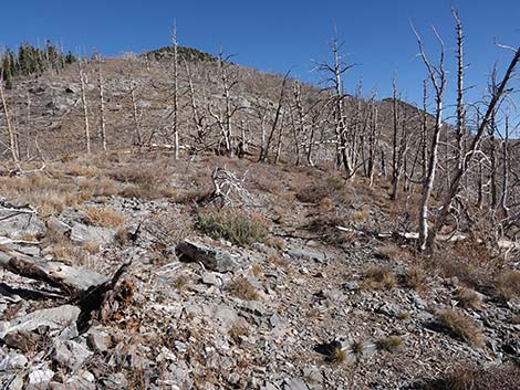 Harris Saddle Trail