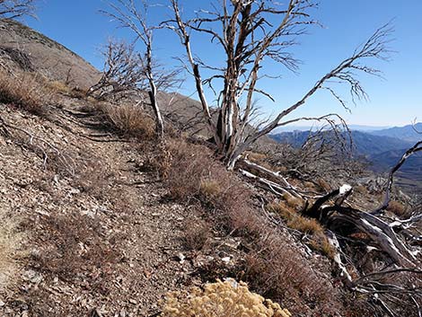 Harris Saddle Trail