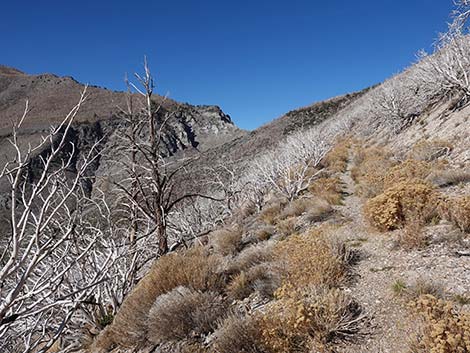 Harris Saddle Trail