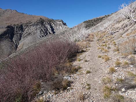 Harris Saddle Trail