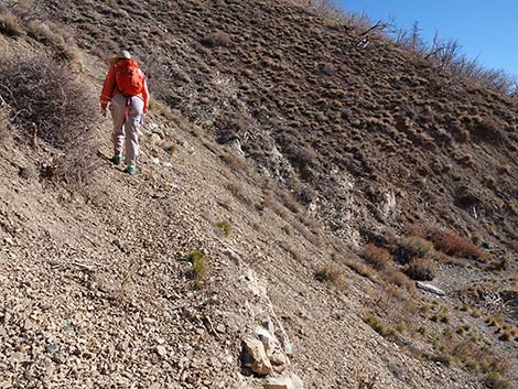 Harris Saddle Trail