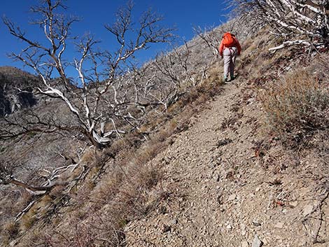 Harris Saddle Trail