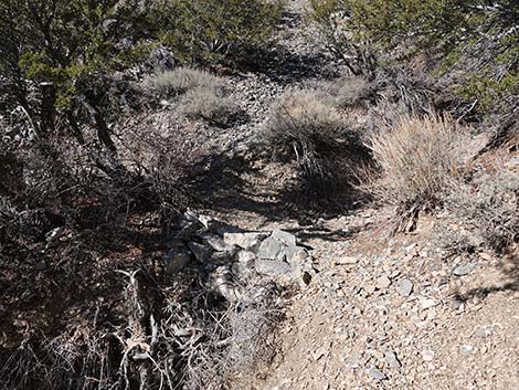 Harris Saddle Trail