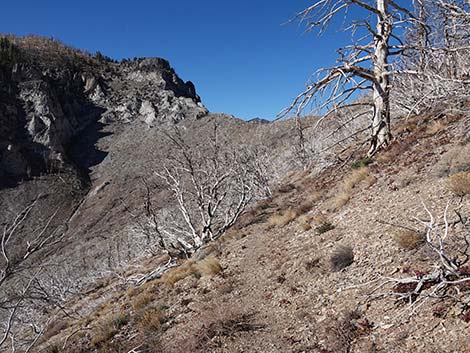 Harris Saddle Trail