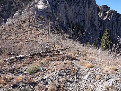 Harris Saddle Trail