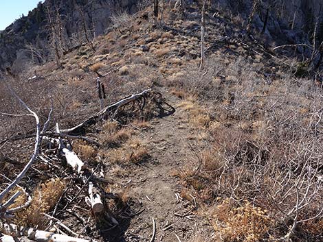 Harris Saddle Trail