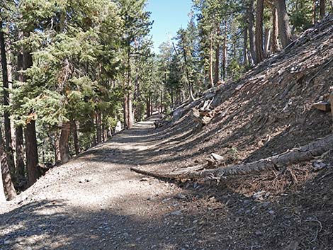 Cathedral Rock Trail