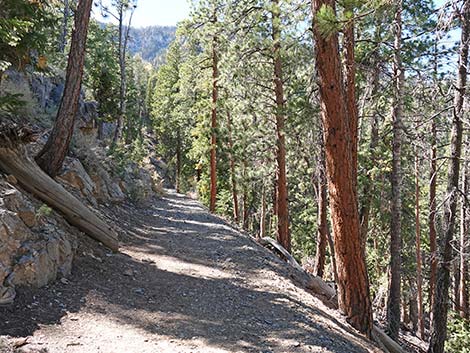 Cathedral Rock Trail