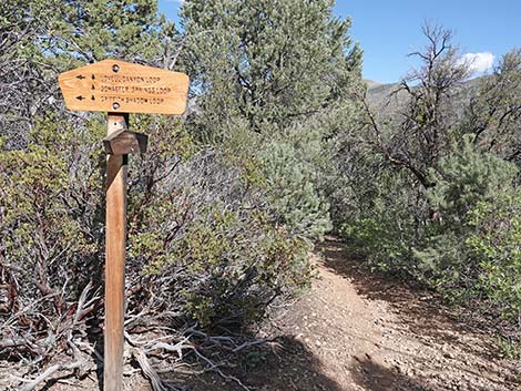 Lovell Canyon Trail