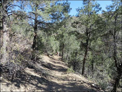 Lovell Canyon Trail