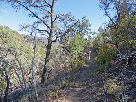 Lovell Canyon Trail