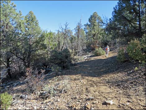 Lovell Canyon Trail