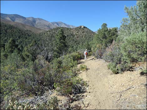 Lovell Canyon Trail