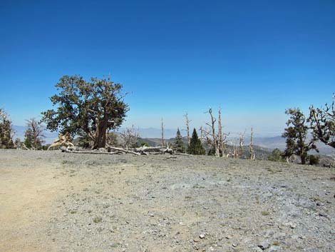 North Loop Viewpoint