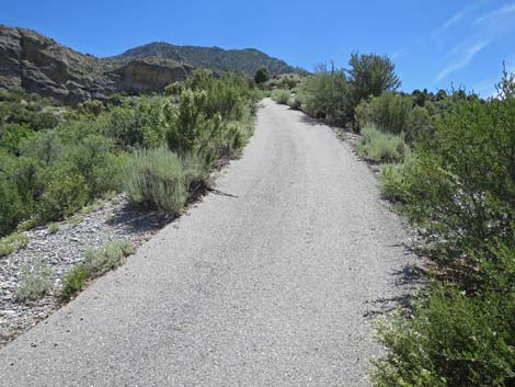 Escarpment Trail