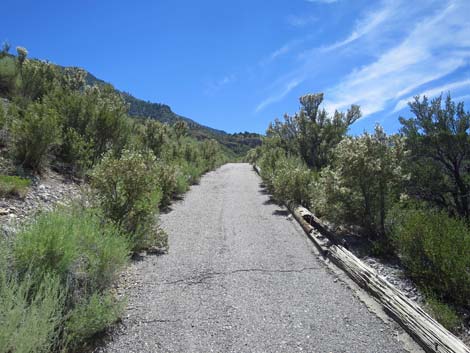 Escarpment Trail