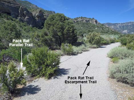 Pack Rat Trail