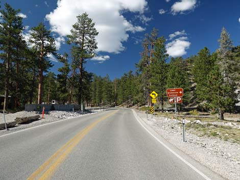 Lower Bristlecone Trailhead