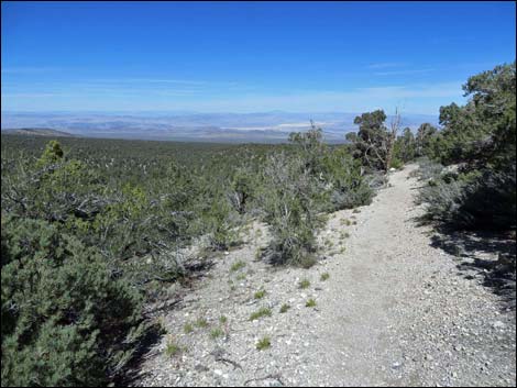 Big Sawmill Loop Trail