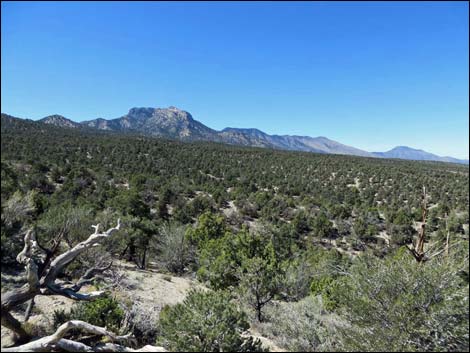 Big Sawmill Loop Trail