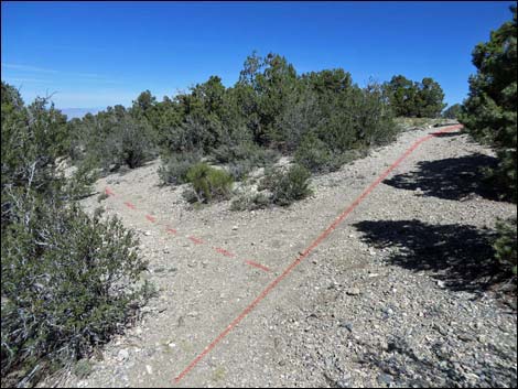 Big Sawmill Loop Trail