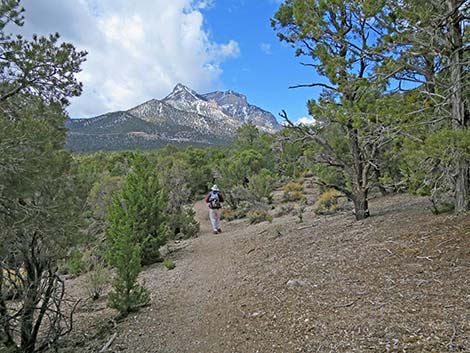 Blue Tree Loop Trail