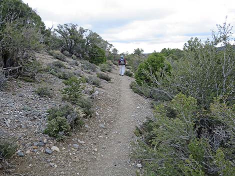 Blue Tree Loop Trail