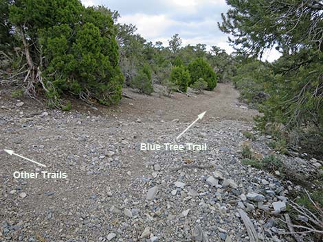 Blue Tree Loop Trail