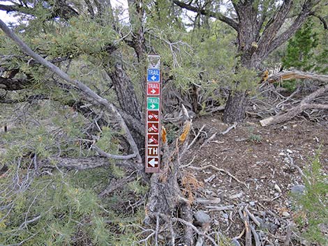 Blue Tree Loop Trail