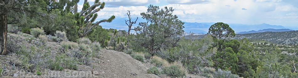 Blue Tree Loop Trail