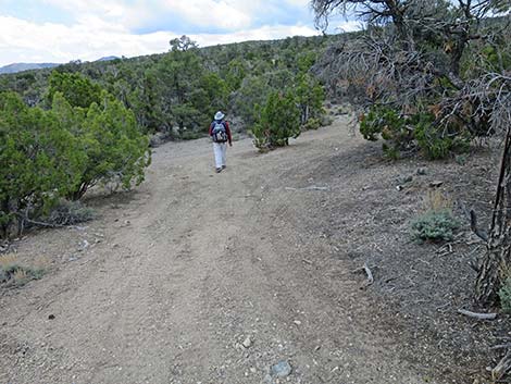 Blue Tree Loop Trail