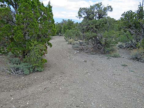 Blue Tree Loop Trail