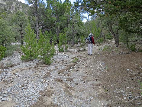 Blue Tree Loop Trail