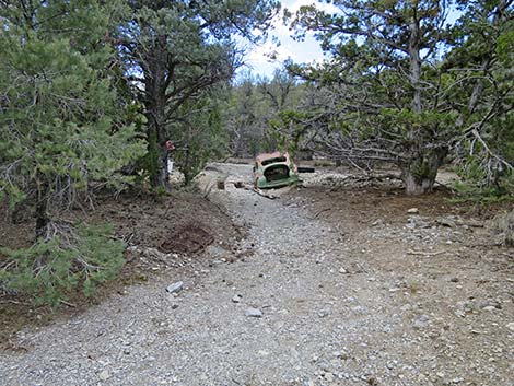 Blue Tree Loop Trail