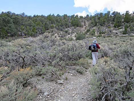 Blue Tree Loop Trail